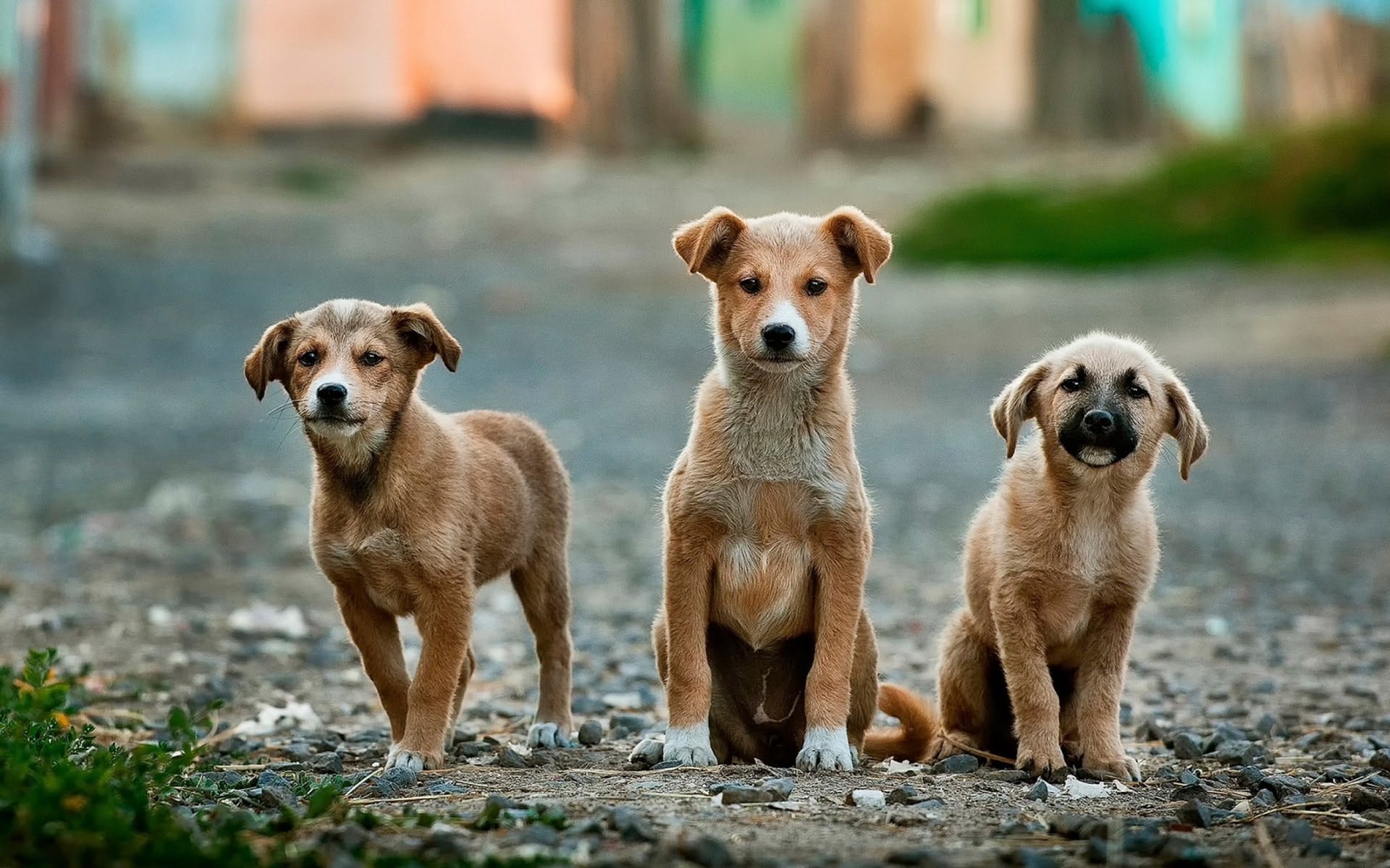 According to official data, India is the home to some 1.6 crore stray dogs in 2021.